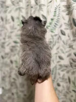 Whiskey, a male Pomeranian for sale in Alma, GA – Photo 7 of 8