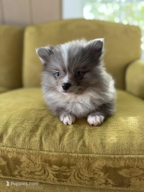 Whiskey – Pomeranian puppy for sale in Alma, GA