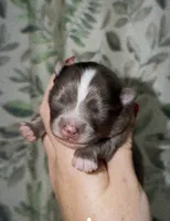 Whiskey, a male Pomeranian for sale in Alma, GA – Photo 3 of 8