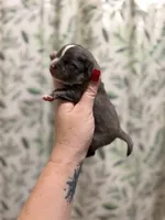 Whiskey, a male Pomeranian for sale in Alma, GA – Photo 6 of 8