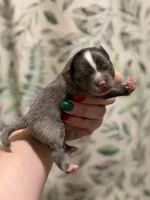 Whiskey, a male Pomeranian for sale in Alma, GA – Photo 5 of 8