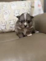 Whiskey, a male Pomeranian for sale in Alma, GA – Photo 1 of 8