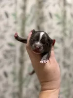 Whiskey, a male Pomeranian for sale in Alma, GA – Photo 4 of 8