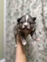 Whiskey, a male Pomeranian for sale in Alma, GA – Photo 2 of 8