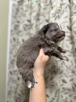 Whiskey, a male Pomeranian for sale in Alma, GA – Photo 8 of 8