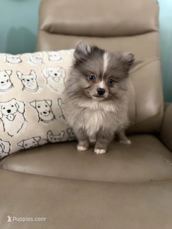 Whiskey – Pomeranian puppy for sale in Alma, GA