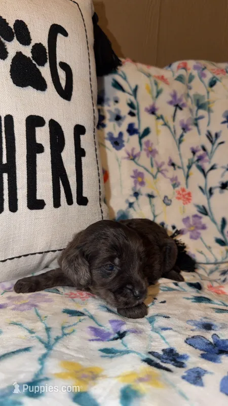 Pearl – Miniature Goldendoodle puppy for sale in Alma, GA