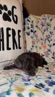 Pearl, a female Miniature Goldendoodle for sale in Alma, GA – 1 of 6