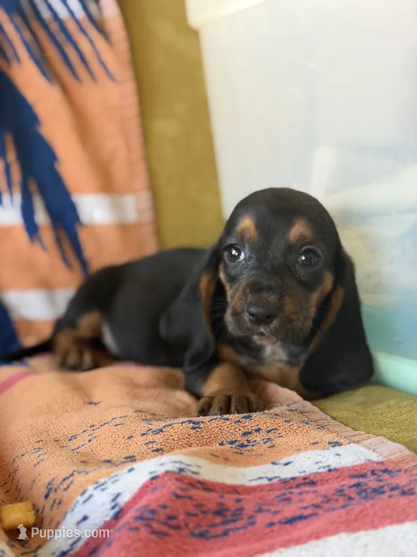 Harry – Basset Hound puppy for sale in Alma, GA