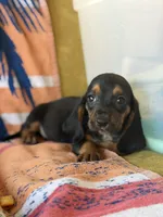 Harry, a male Basset Hound for sale in Alma, GA – 2 of 10