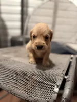 Sunshine, a female Golden Retriever for sale in Alma, GA – 3 of 4