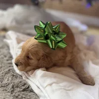 Doe, a male Miniature Goldendoodle for sale in Alma, GA – Photo 6 of 10