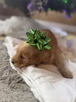 Doe, a male Miniature Goldendoodle for sale in Alma, GA – Photo 6 of 10