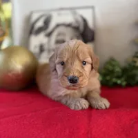 Doe, a male Miniature Goldendoodle for sale in Alma, GA – Photo 4 of 10