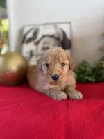Doe, a male Miniature Goldendoodle for sale in Alma, GA – Photo 4 of 10