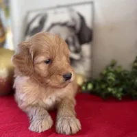 Doe, a male Miniature Goldendoodle for sale in Alma, GA – Photo 8 of 10