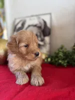 Doe, a male Miniature Goldendoodle for sale in Alma, GA – Photo 8 of 10