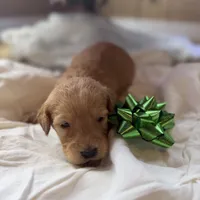 Doe, a male Miniature Goldendoodle for sale in Alma, GA – Photo 7 of 10
