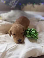 Doe, a male Miniature Goldendoodle for sale in Alma, GA – Photo 7 of 10