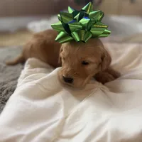 Doe, a male Miniature Goldendoodle for sale in Alma, GA – Photo 5 of 10