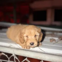 Doe, a male Miniature Goldendoodle for sale in Alma, GA – Photo 2 of 10
