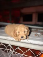 Doe, a male Miniature Goldendoodle for sale in Alma, GA – Photo 2 of 10