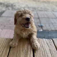 Doe, a male Miniature Goldendoodle for sale in Alma, GA – Photo 10 of 10