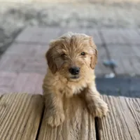 Doe, a male Miniature Goldendoodle for sale in Alma, GA – Photo 1 of 10
