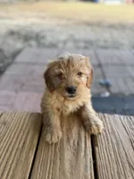 Doe, a male Miniature Goldendoodle for sale in Alma, GA – Photo 1 of 10