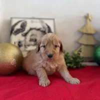 Doe, a male Miniature Goldendoodle for sale in Alma, GA – Photo 3 of 10