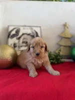 Doe, a male Miniature Goldendoodle for sale in Alma, GA – Photo 3 of 10