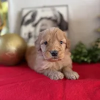 Doe, a male Miniature Goldendoodle for sale in Alma, GA – Photo 9 of 10