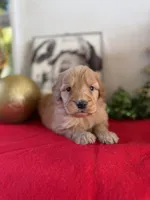 Doe, a male Miniature Goldendoodle for sale in Alma, GA – Photo 9 of 10