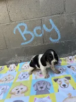 Spot, a male Basset Hound for sale in Alma, GA – 5 of 5