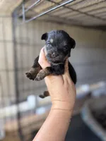 Itsy, a female Pomeranian and Miniature Australian Shepherd for sale in Alma, GA – 2 of 2