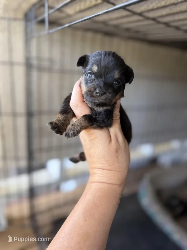 Itsy – Pomeranian, Miniature Australian Shepherd puppy on hold in Alma, GA