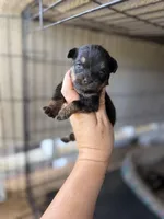 Itsy, a female Pomeranian and Miniature Australian Shepherd for sale in Alma, GA – 1 of 2