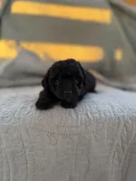 Peabody , a male Yorkipoo for sale in Alma, GA – 3 of 3