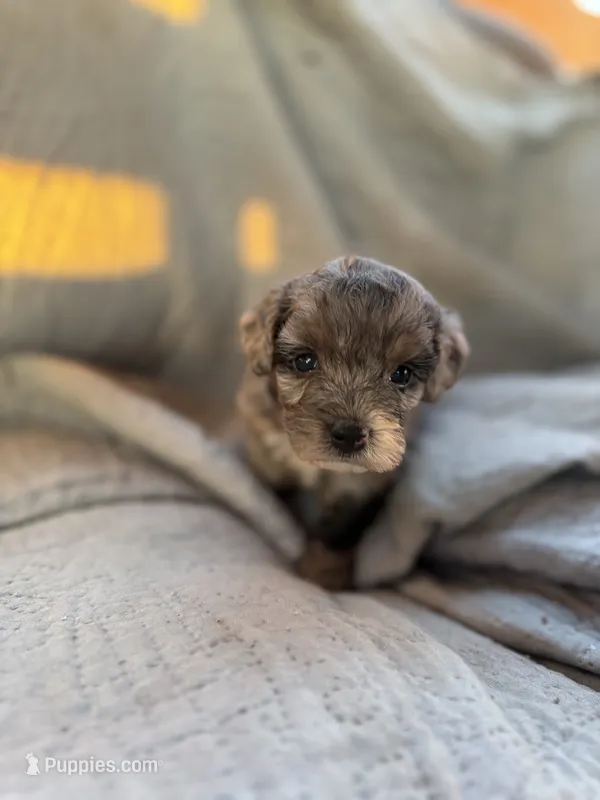 Mangle – Yorkipoo puppy for sale in Alma, GA