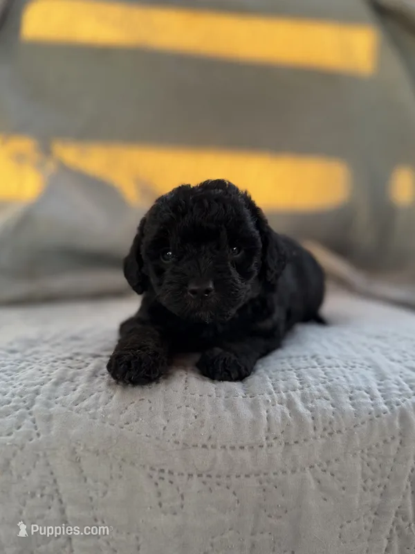 Peabody  – Yorkipoo puppy for sale in Alma, GA