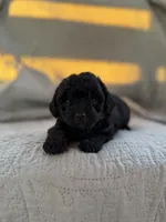 Peabody , a male Yorkipoo for sale in Alma, GA – 1 of 3