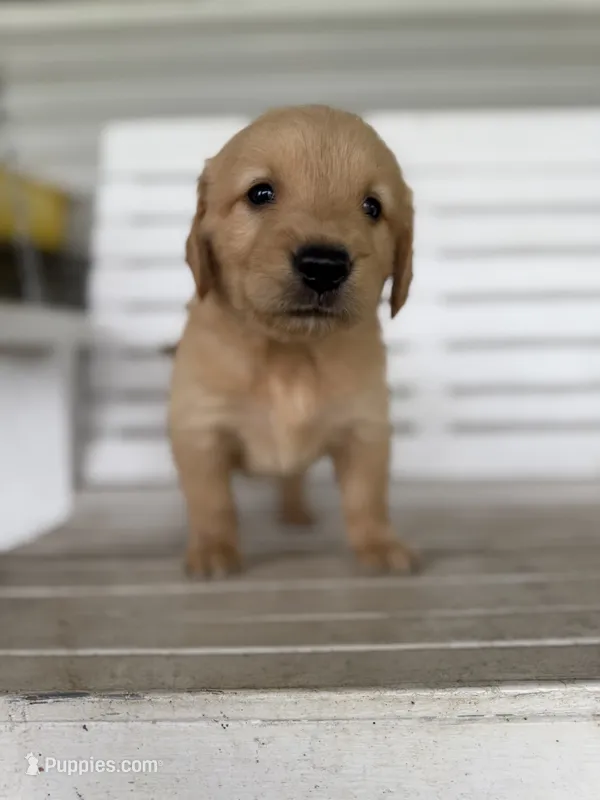 Cowboy – Golden Retriever puppy for sale in Alma, GA