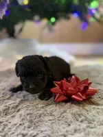 Sadie, a female Yorkipoo for sale in Alma, GA – Photo 4 of 5