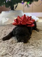 Sadie, a female Yorkipoo for sale in Alma, GA – Photo 3 of 5