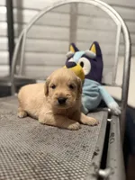 Peter, a male Golden Retriever for sale in Alma, GA – 3 of 4