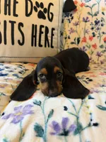 Harry, a male Basset Hound for sale in Alma, GA – 8 of 10