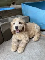 Cash, a male Miniature Goldendoodle for sale in Alma, GA – 1 of 10