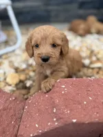 Harry, a male Miniature Goldendoodle for sale in Alma, GA – 4 of 4