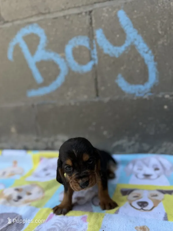 Rover – Basset Hound puppy for sale in Alma, GA