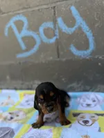 Rover, a male Basset Hound for sale in Alma, GA – 1 of 4